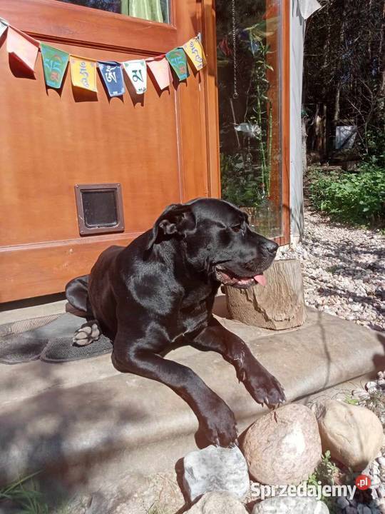 Przepiekny szczeniak Cane Corso Italiano szuka Lębork