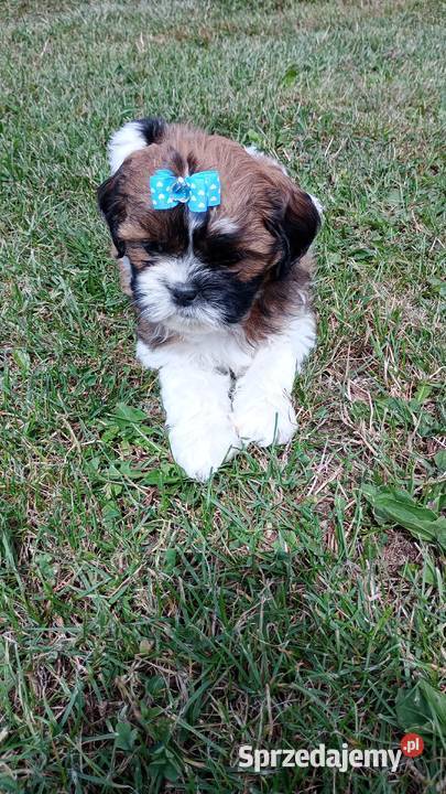 Szczeniaki shih tzu Gorlice