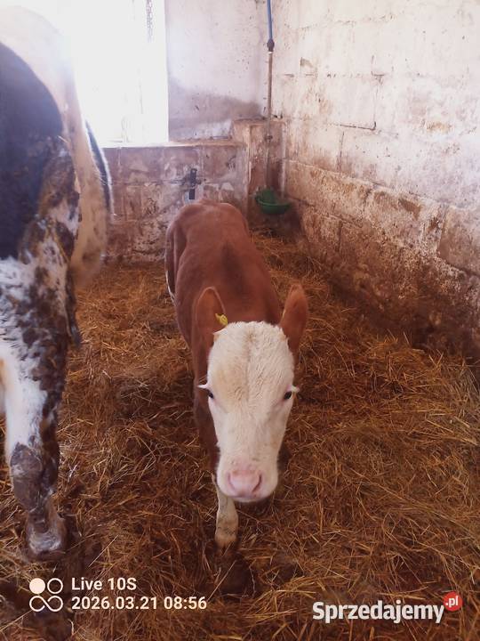 Krowa z cielakiem Suwałki sprzedam