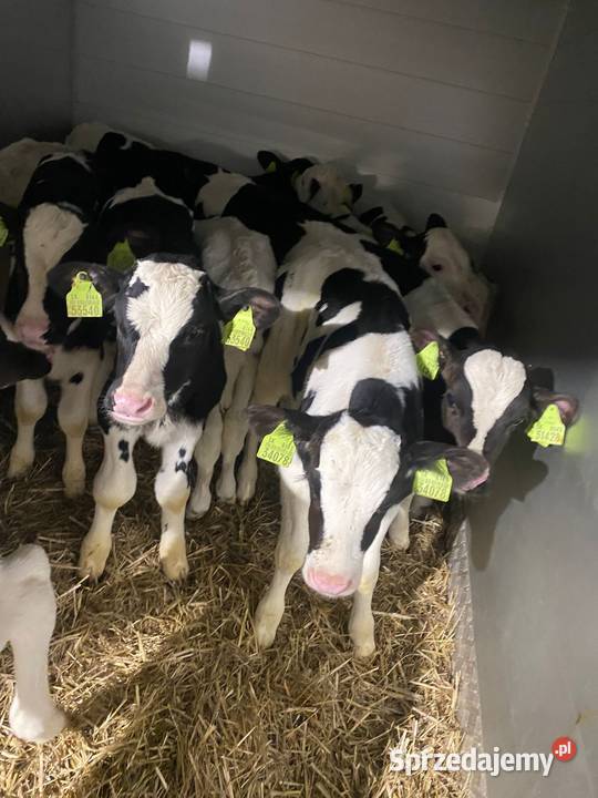 Sprzedam byczki Ostrołęka