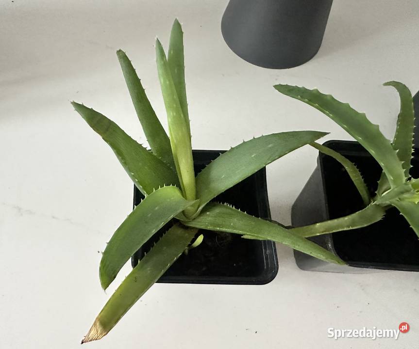 Aloe Wera leczniczy sadzonki Łódź