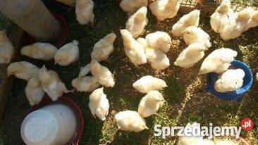 Sprzedam brojlery w różnym wieku Spytkowice