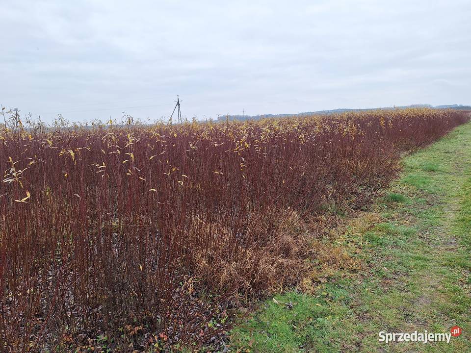 Wiklina zielona wykoszona niesortowana Leżajsk