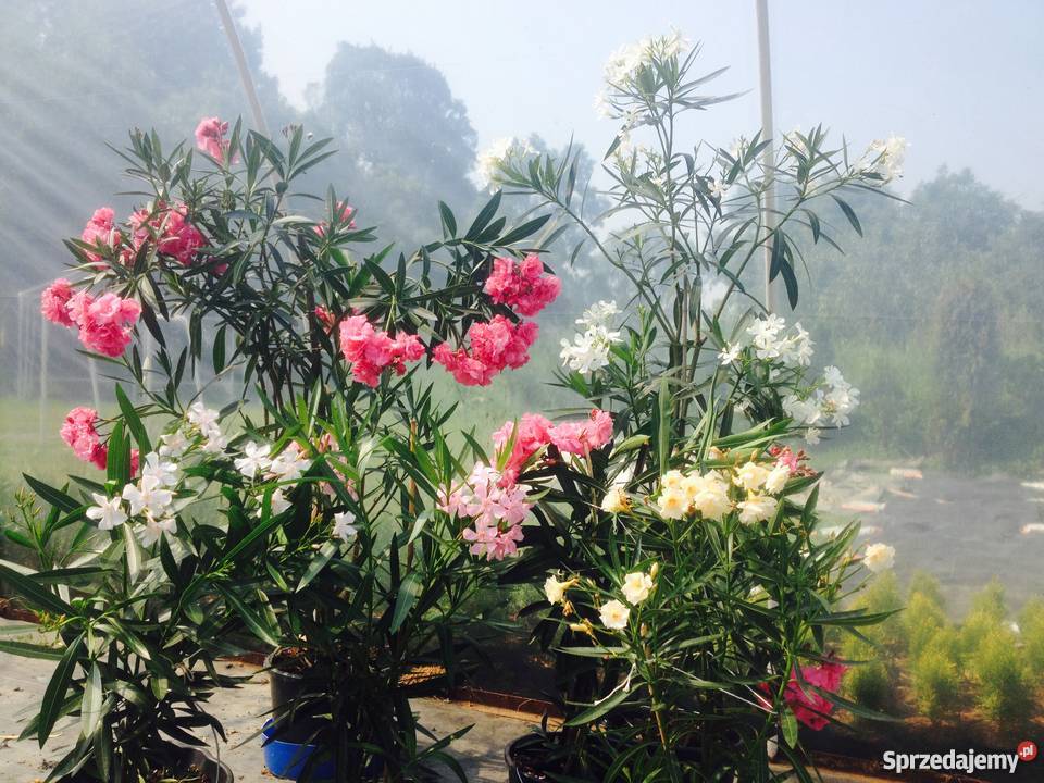 Sadzonki oleander Sadzonki s z kwiatw widoczny Brzeźnica sprzedam