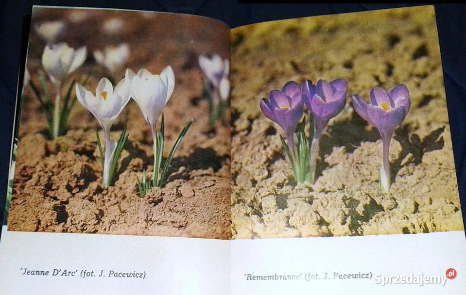 Narcyzy i krokusy Joanna Krause Rok wydania 1984 Chełm