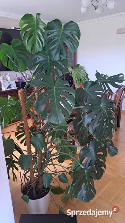 Sprzedam kwiat Monstera dziurawa Kwitnące Stary Gostków sprzedam