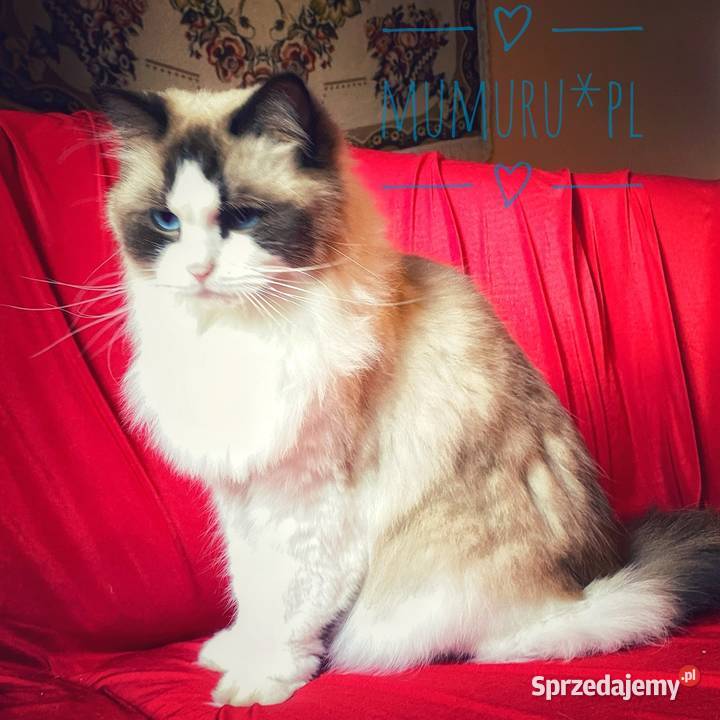 ragdoll kocur cudowny charakter hodowla FPL Gorzów Wielkopolski