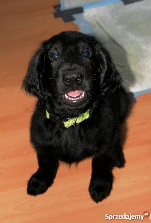 Piękne szczenięta Flat Coated Retriever FCI Psy Wrocław