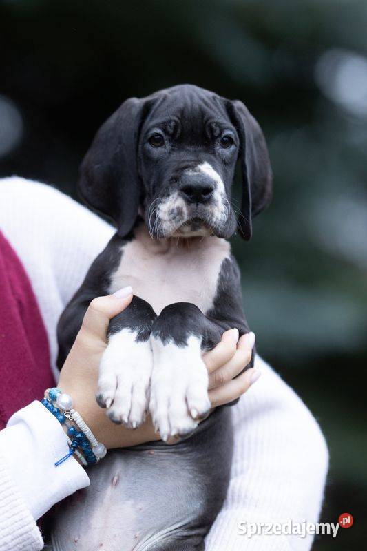 Czarny piesek dog niemiecki FCI importowane Mszczonów sprzedam