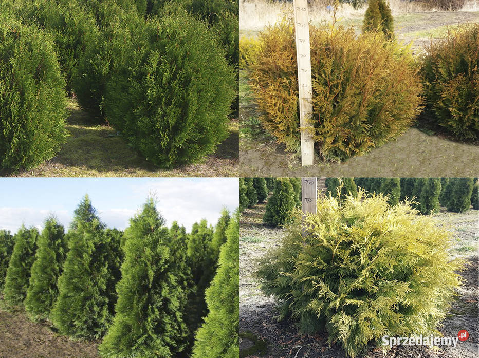 Thuja Smaragd Kórnik Jodła Kosodrzewina Tokary