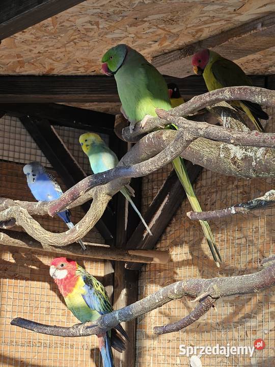 Papugi aleksandrety księżniczki Walii Pionki