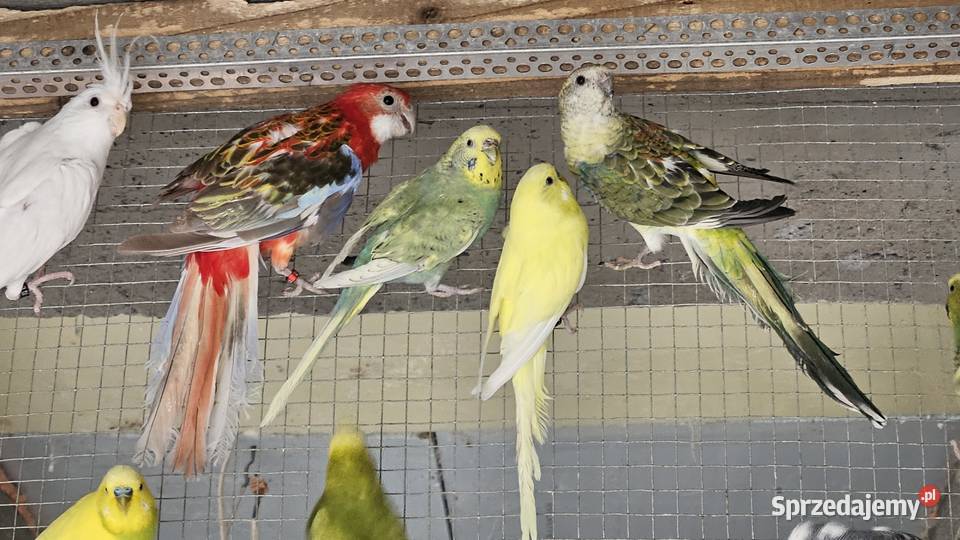 Rozelle świergotki nimfy faliste zeberki i inne Zwierzęta Lubień sprzedam