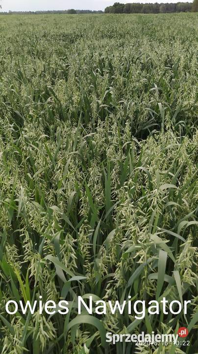 OWIES BINGO 2025 Wierzbno