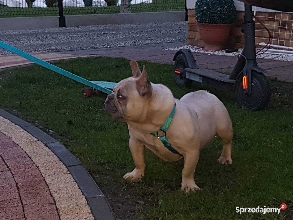 Buldog francuski niebieskie pieski Borzęcin sprzedam