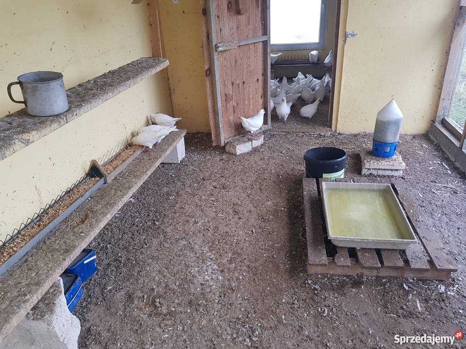 Piękne białe Gołębie KINGI Dołuje