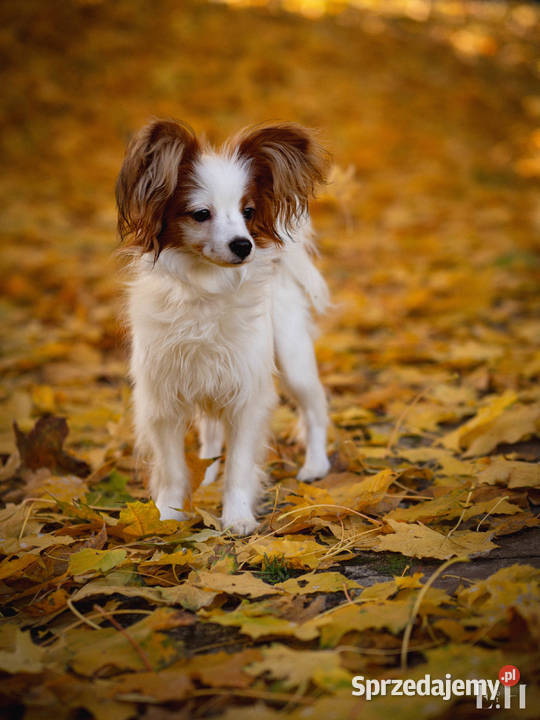 Papillon piesek ZKwP FCI Championach Zwierzęta Rzeszów