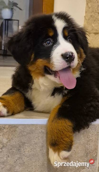 Berneński Pies Pasterski z rodowodem łódzkie Wieluń