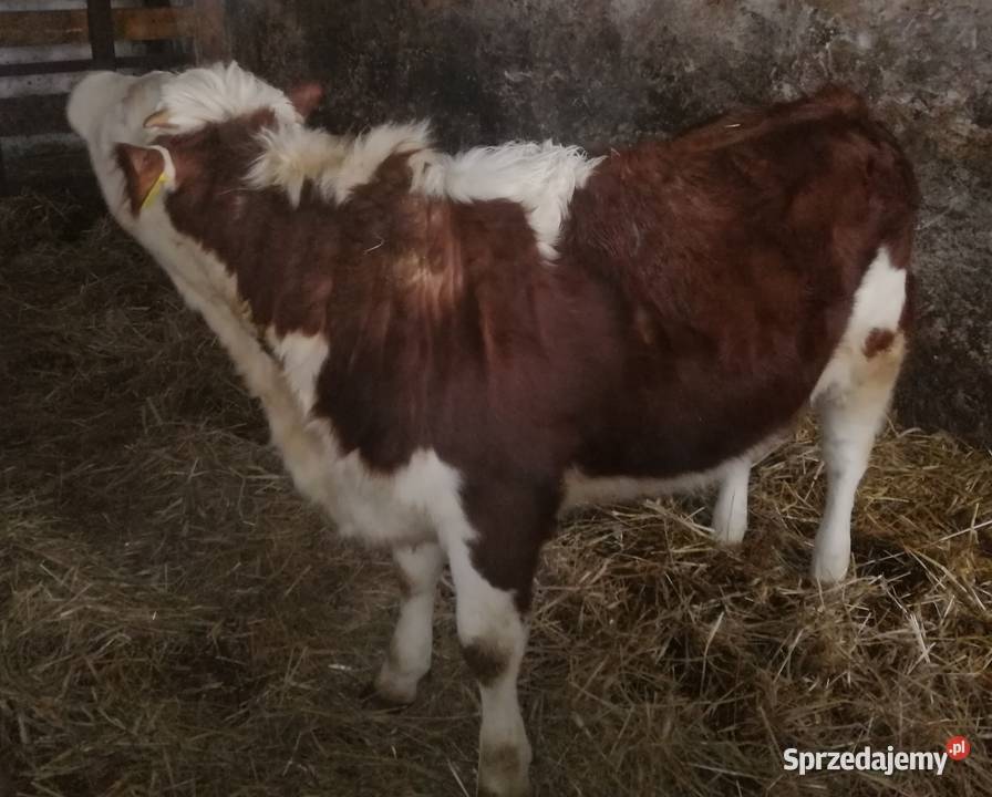 Sprzedam Jałówki Mięsne OdsadkiCielęta sprzedam