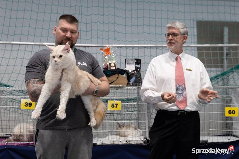 Kotka do hodowli Championach Radom