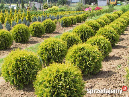 Thuja Golden Globe 6080 złota kula Szkółka sprzedam