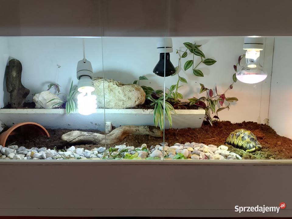 Żółw lądowy promienisty terrarium Bielsko-Biała