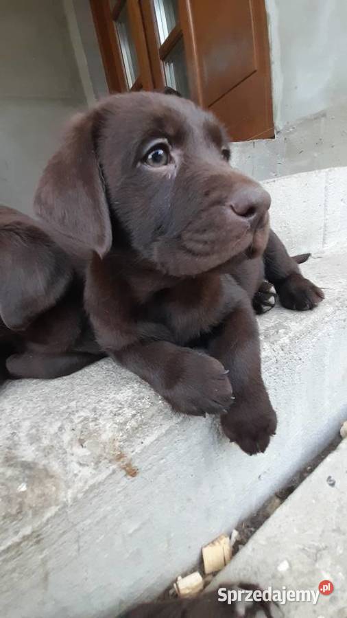 sprzedam szczeniaki labrador retriver Tokarnia