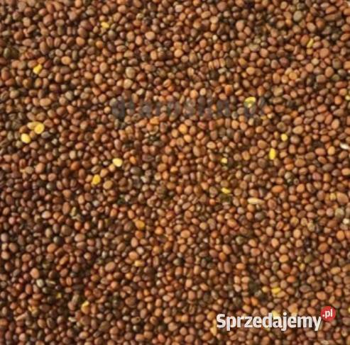 Rzodkiew oleista Brzeżno sprzedam