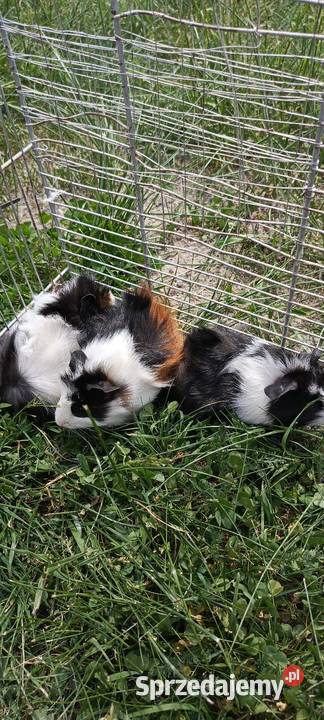 Świnka morska gładkowłose rozetki i inne Jastrzębie-Zdrój