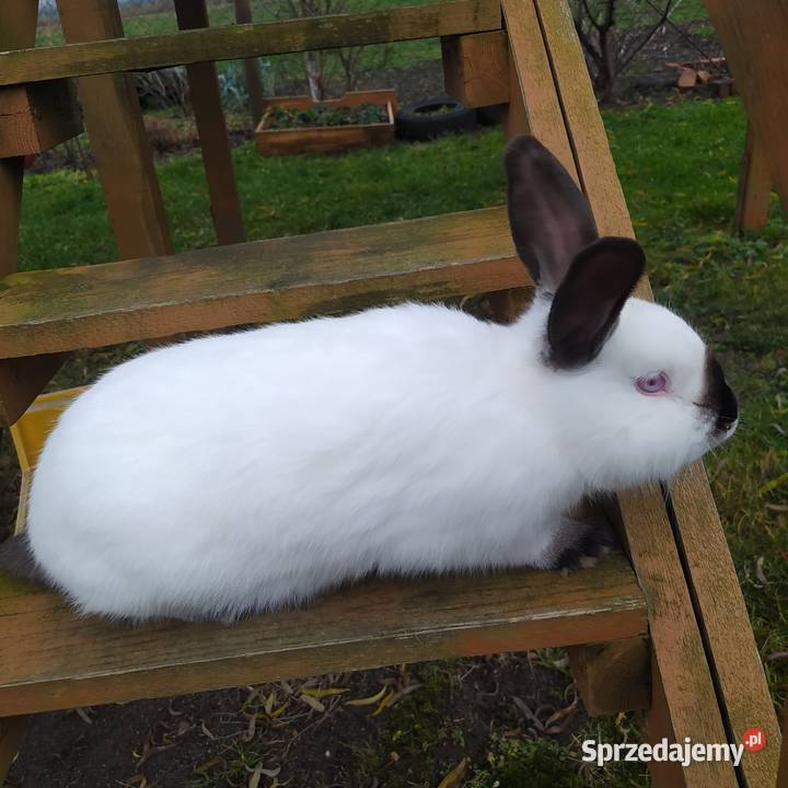 Króliki kalifornijskie dolnośląskie Wińsko