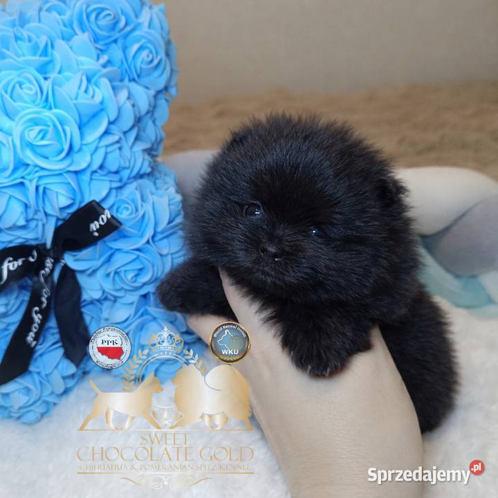 Szpic miniaturowy pomeranian mini czarny piesek Warszawa