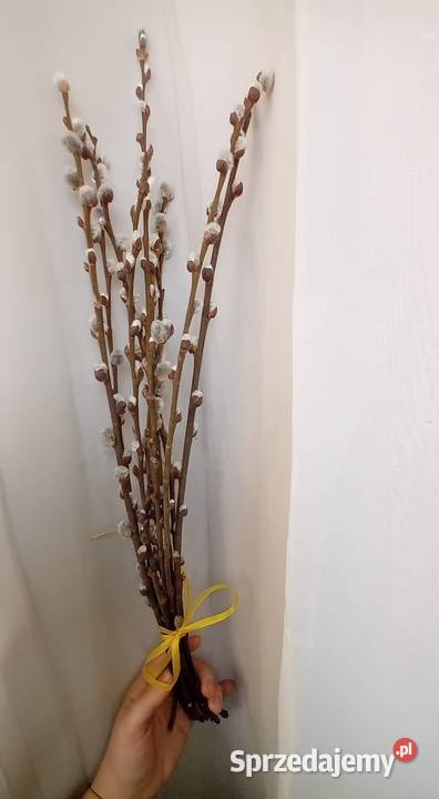 Bazie kotki kwiaty wierzby Radomsko