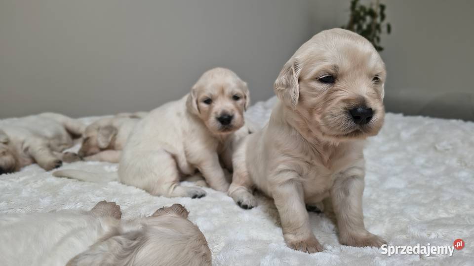 Szczenię Golden retriever