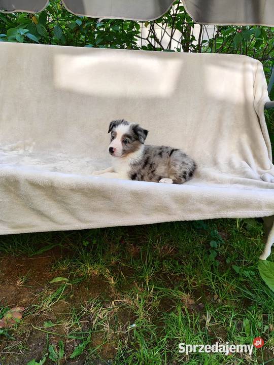 Suczka Border collie blue merle z rodowodem z Rymanów