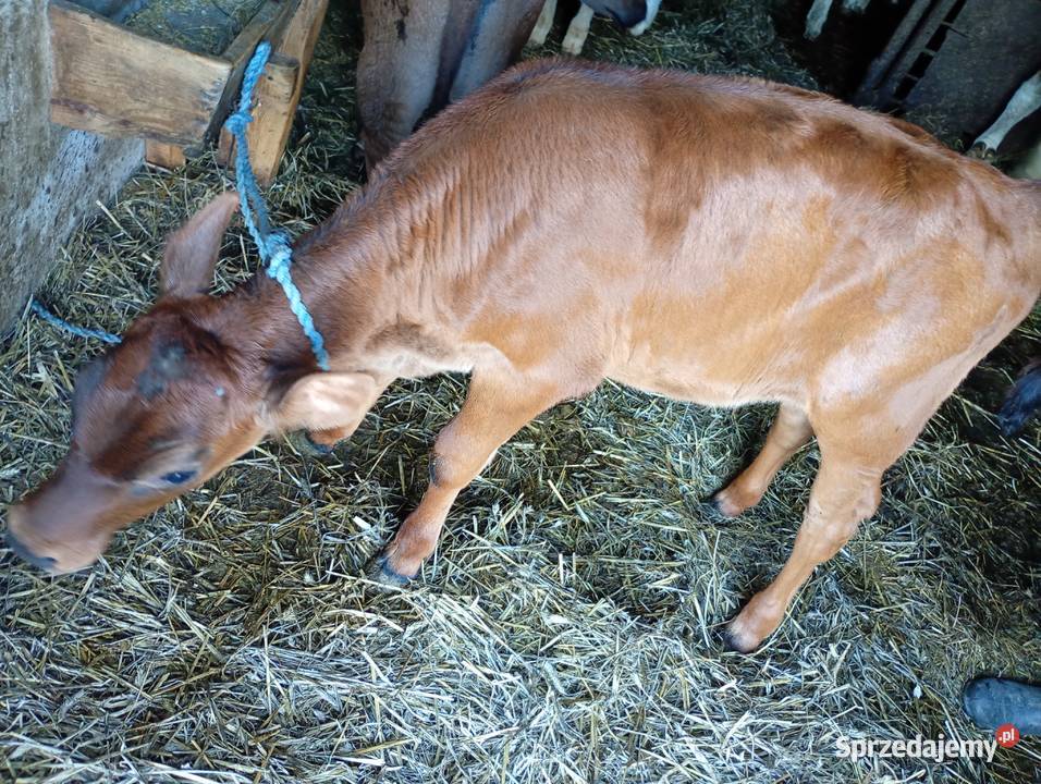 Cielęta do dalszego chowu Bydło Mzurowa