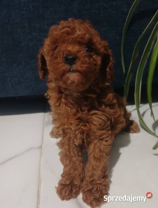 Pudel Miniatura Red samica podkarpackie