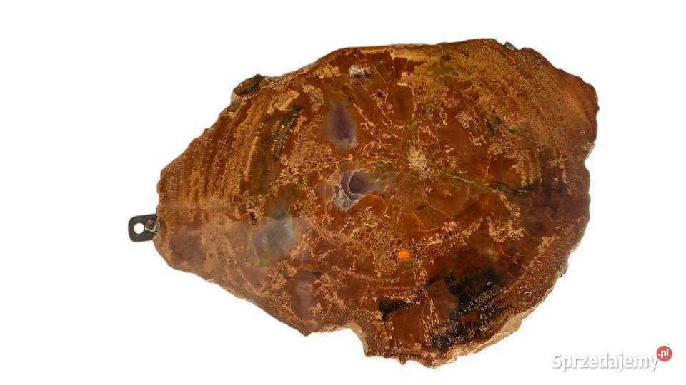 002 Wielkie skamieniałe drewno Rainbow Wood 41 x Gryfice