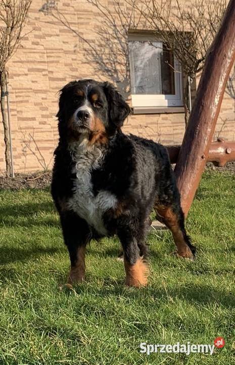 Berneński Pies Pasterski Ciechanów