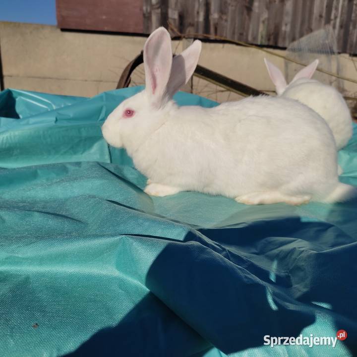 krółiki termondzkie Zwierzęta wielkopolskie Golina