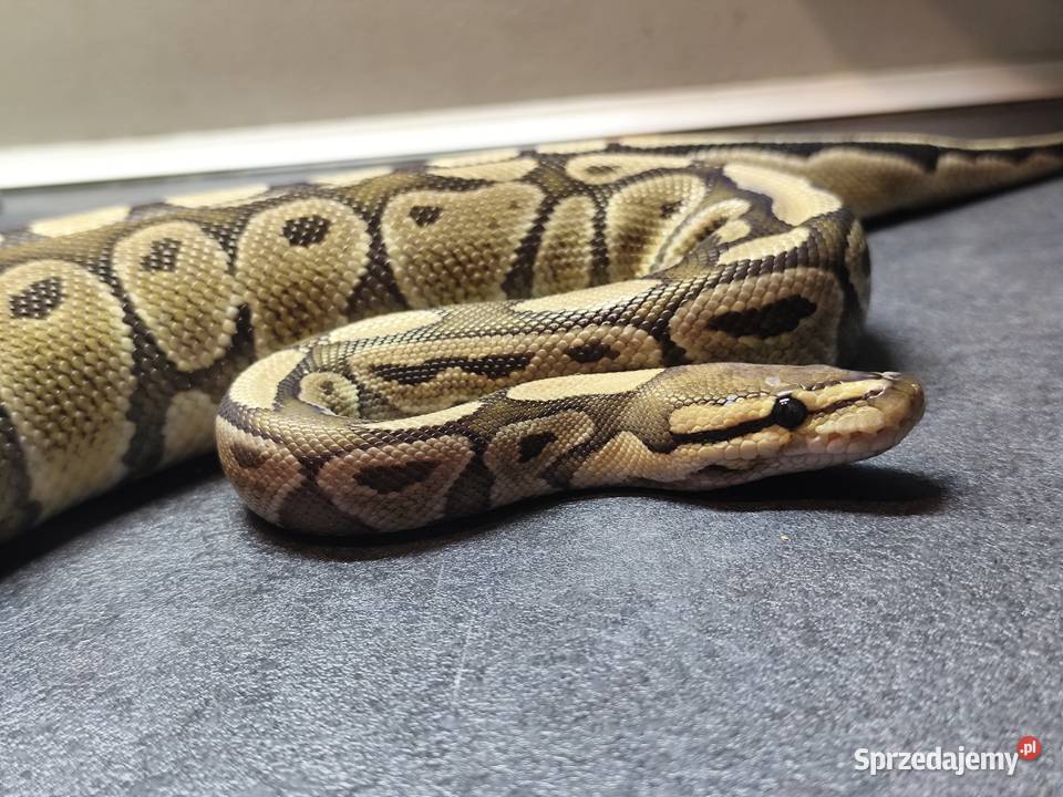 Pyton Królewski samica Pruszków