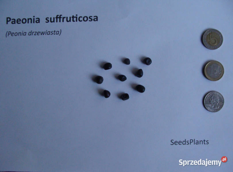 PEONIA DRZEWIASTA Paeonia suffruticosa NASIONA Lubanie