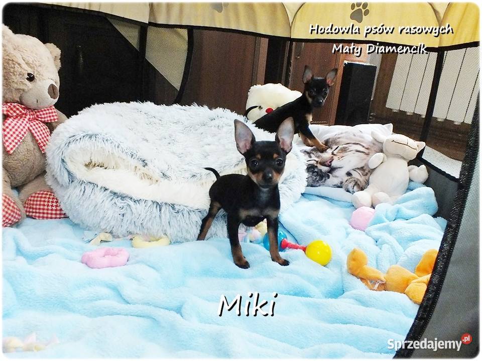 Mini Piesek Pinczer miniaturowy tzw Ratlerek Pozostałe