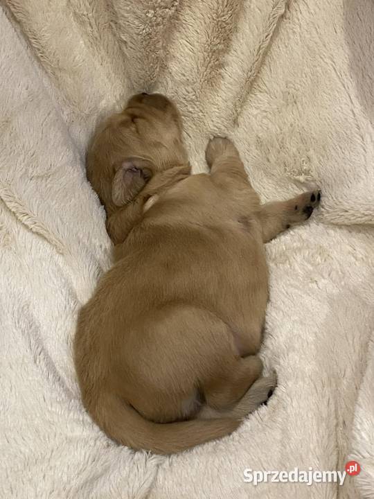 Suczka 100linia amerykańska Golden retriever Katowice