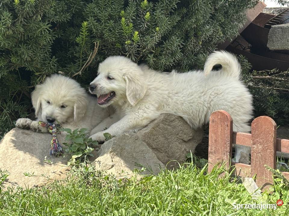 Szczenięta Golden Retriever ZKwP FCI Bierna