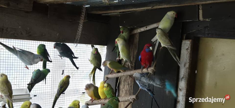 Faliste Swiergotki nierozlaczki Motycz