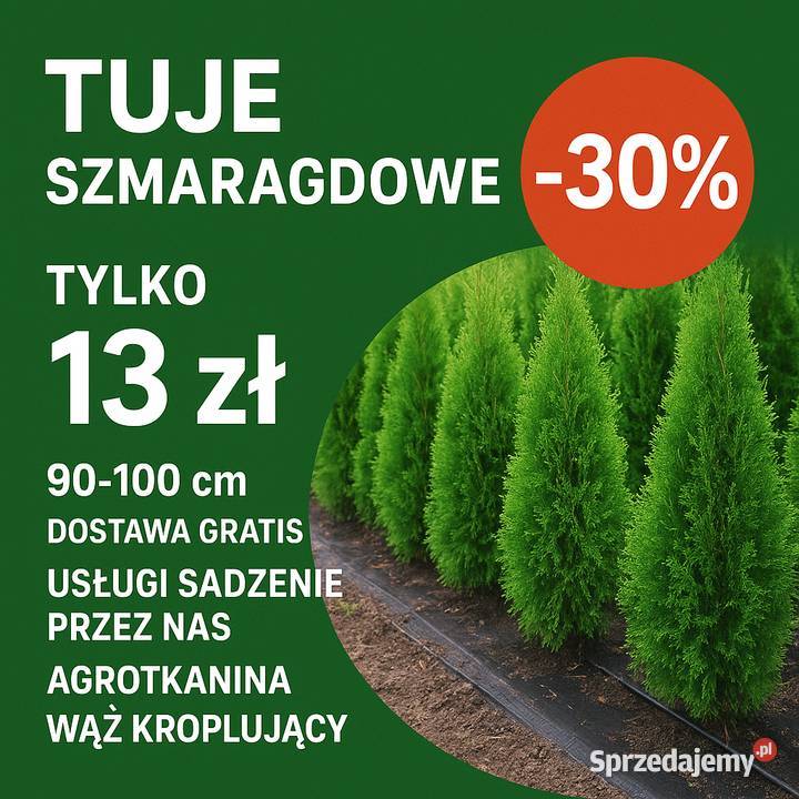Tuje Szmaragd Klasa Premium Promocja 30 Dowóz Ciężkowice