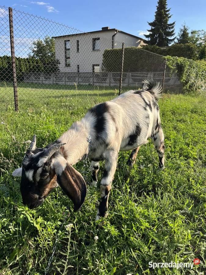 Kozy anglonubijskie opolskie Gogolin