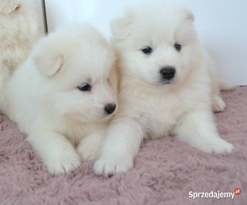 Samoyed PiĘkne SzczeniĘta Drogusza Sprzedajemy Pl