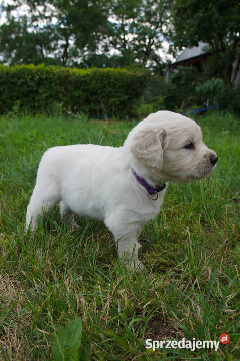 Golden Retriever szczeniaki z rodowodem Zwierzęta