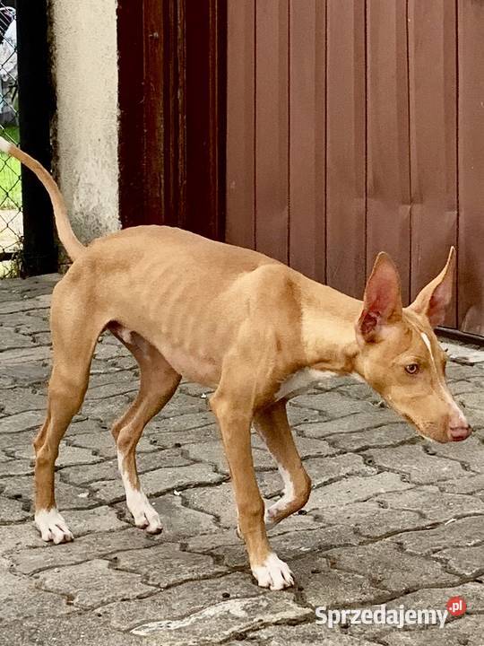 Chart sycylijski ostatni szczeniak Radzionków