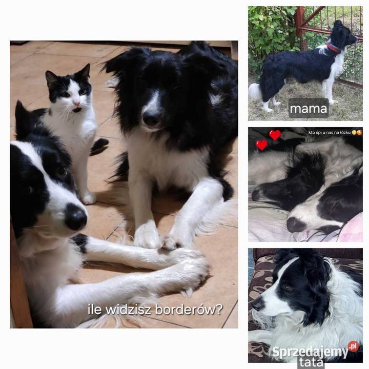 Piękny piesek border collie Łódź sprzedam